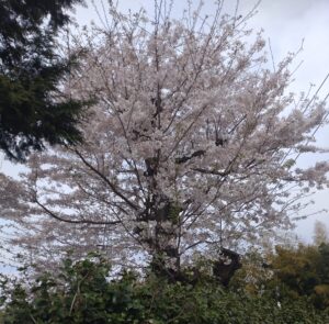 通勤途中の桜